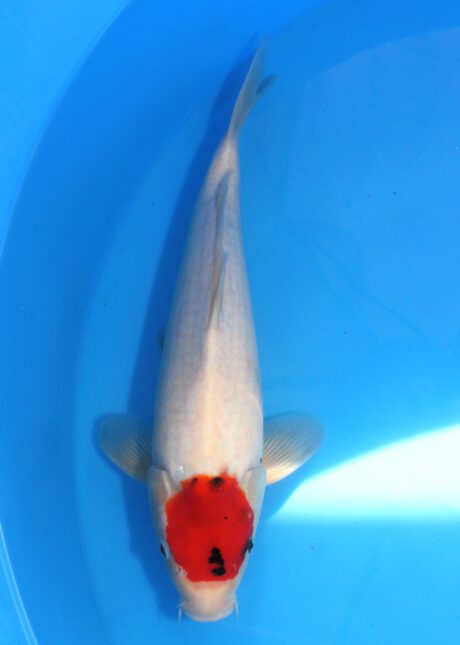 Myj019 Maruyju Tancho Showa 42cm