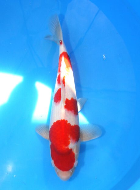 Myj018 Maruyju Kohaku 44cm