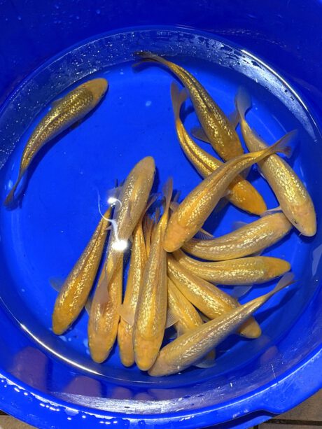 Dain101 Dainichi HQ Yellow Monkey Handpick 20-25cm