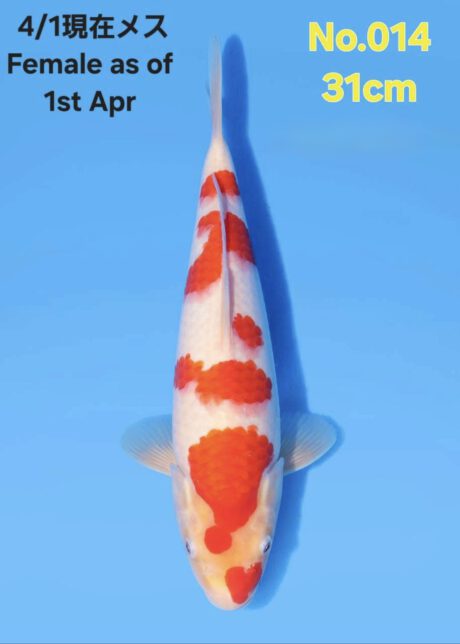 Tor020  Torazo   Tateshita  Kohaku  in Azukari 31cm