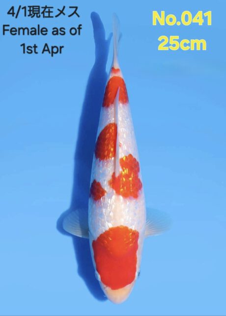 Tor021    Torazo     Tateshita  Kohaku      in Azukari      25cm