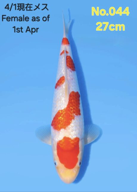 Tor022    Torazo     Tateshita  Kohaku      in Azukari      27cm