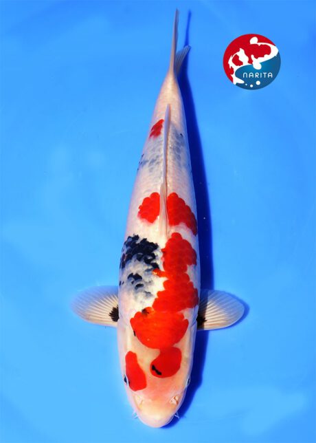 No1-23 Narita Isa Showa 37cm