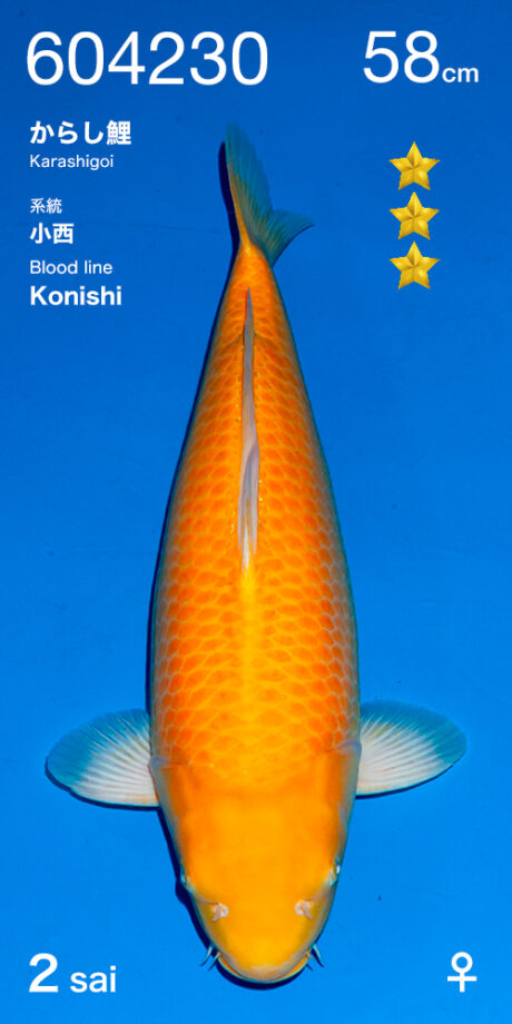 Ogata012  Ogata      Konishi Blutlinie     Karashi     58cm    Female
