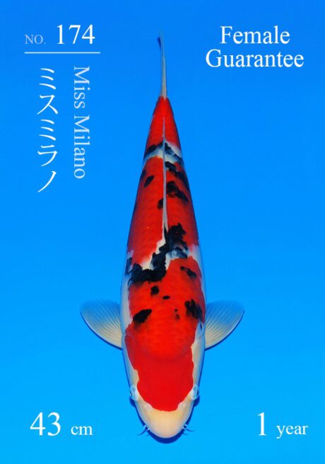 Sakai27    Super Sakai Cup Sanke Tosai Female   43cm