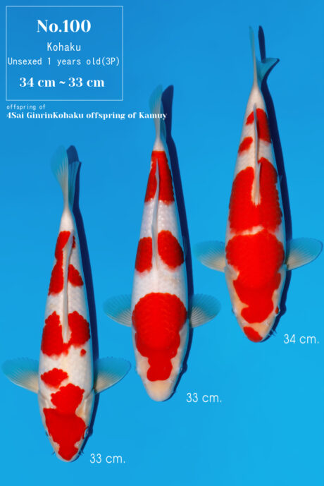Momo43     Momotaro   HQ  Kohaku  33-34