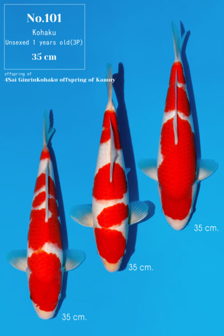 Momo46     Momotaro   HQ  Kohaku  35cm