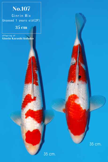 Momo49     Momotaro   HQ  Ginrin Kohaku / Sanke    35cm