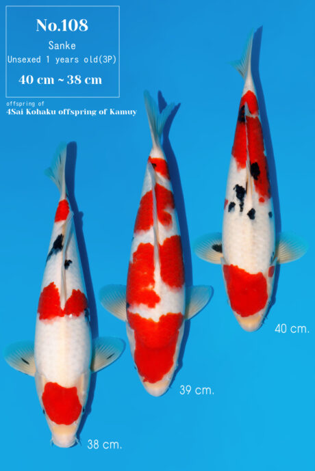 Momo51 Momotaro HQ Sanke 38-40cm