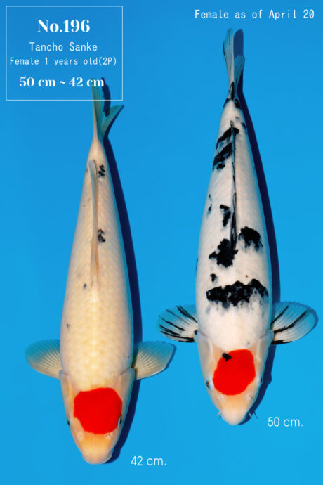 Momo55 Momotaro HQ Tancho Sanke 42/50cm