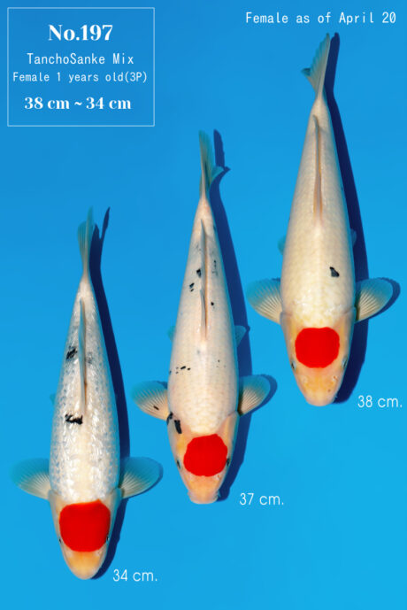 Momo57 Momotaro HQ Tancho Sanke 34-38cm