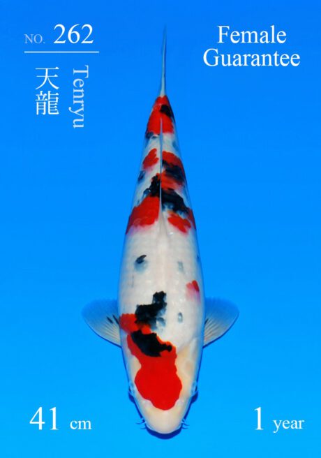 Sakai28    Super Sakai Cup Sanke Tosai Female   41cm