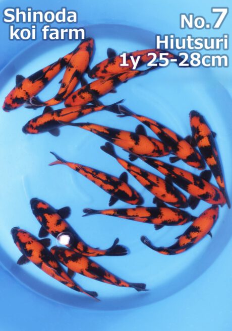 Shi0106       Shinoda       Hi Utsuri     25-28cm