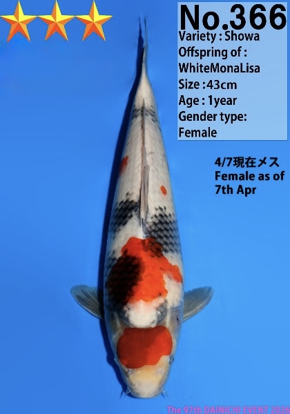 Dain59    Dainichi     Showa   43m