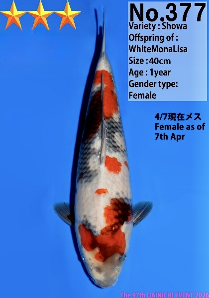 Dain60    Dainichi     Showa   40m     Verkauft