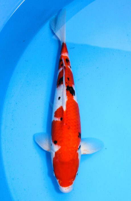 Myj014    Maruyju       Sanke     45cm