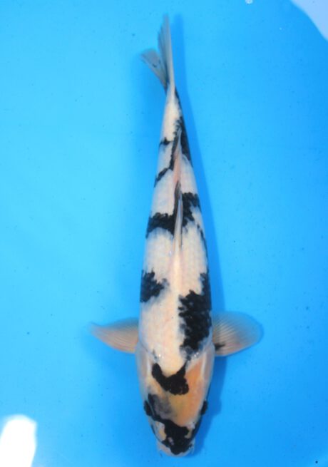 Myj013    Maruyju     Shiro Utsuri   45cm