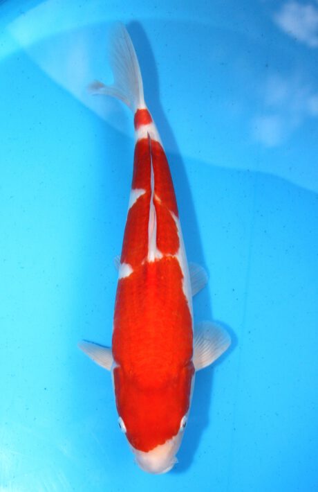 Myj017     Maruyju      Kohaku       45cm