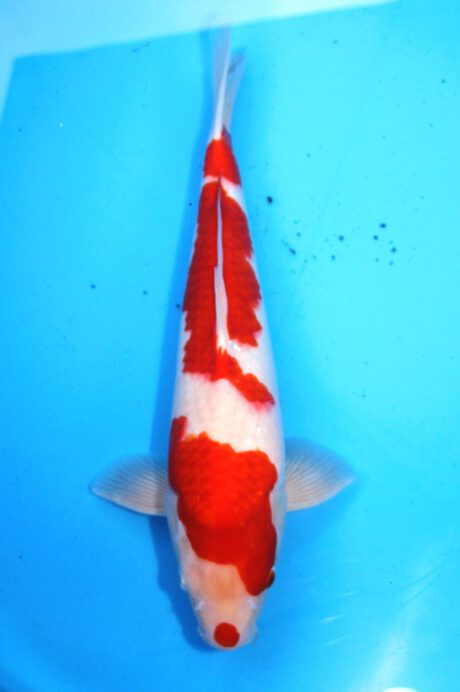 Myj002     Maruyju      Kohaku       40cm