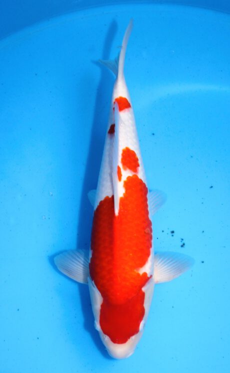 Myj001     Maruyju      Kohaku       44cm
