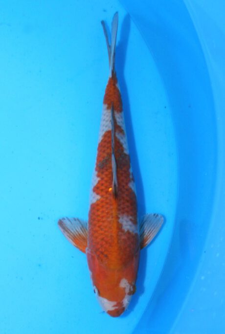 Tkt005   Takatatsu   Ochiba Shigure  40cm