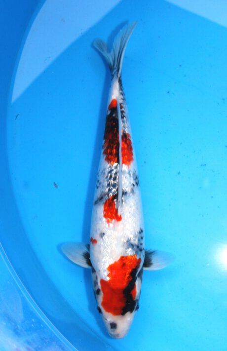 Sud086       Suda     Ginrin Showa     43cm