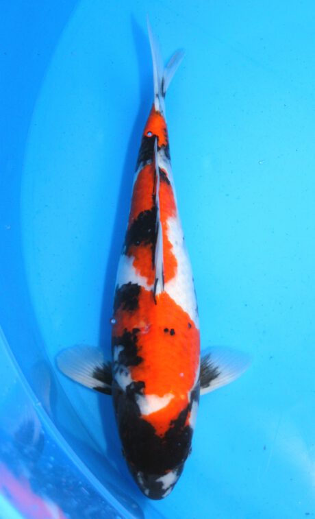 Myj007    Maruyju       Showa         41cm