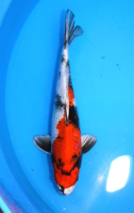 Tkt009    Takatatsu    Kin Showa     45cm