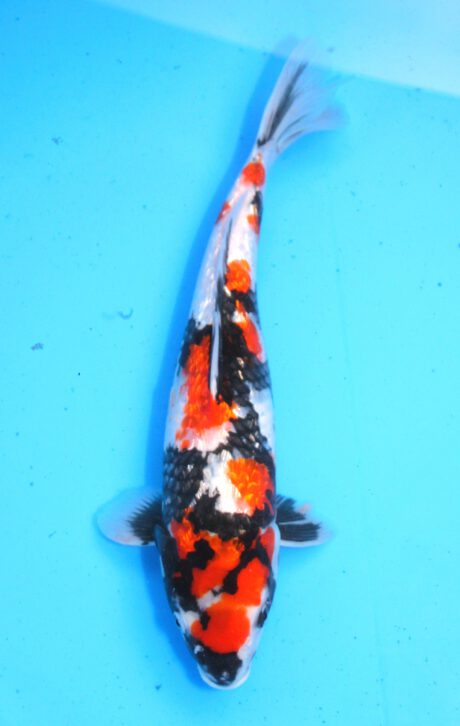 Sud083       Suda     Ginrin Showa     40cm