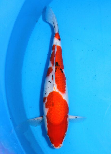 Myj006    Maruyju       Sanke     43cm