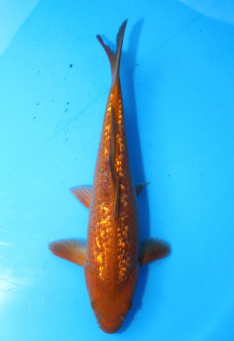 Tkt007   Takatatsu   Ginrin Chagoi   40cm