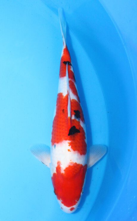 Myj004    Maruyju       Sanke     45cm