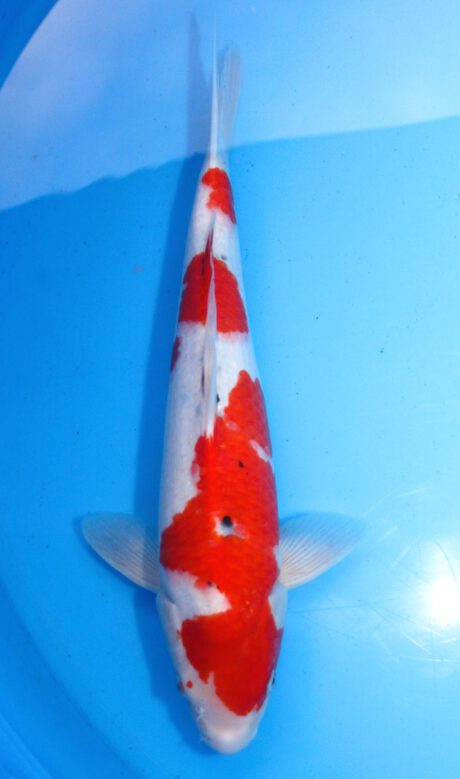 Myj015    Maruyju       Sanke     43cm
