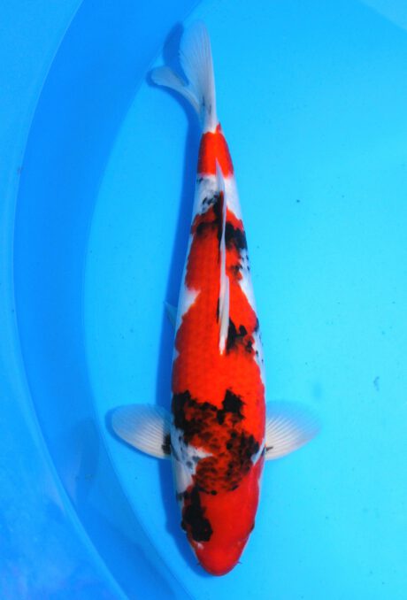 Myj003    Maruyju       Showa         45cm