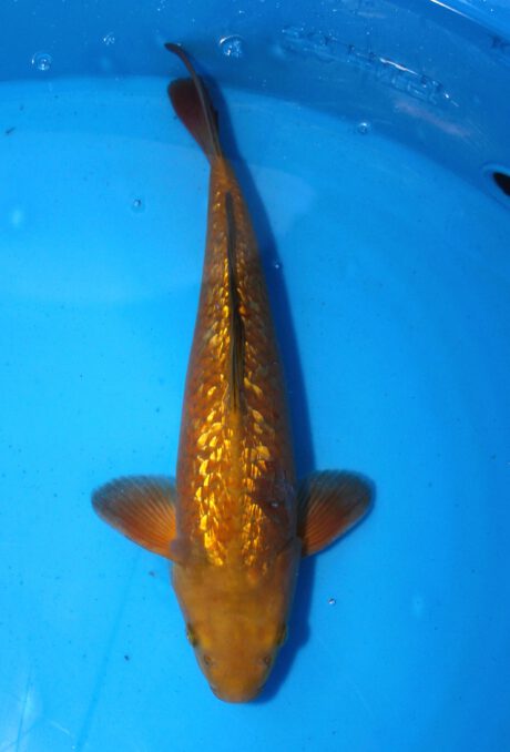 Tkt002   Takatatsu   Ginrin Chagoi   40cm