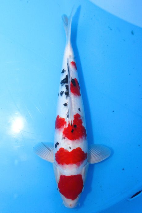 Myj008    Maruyju       Maruten Sanke     42cm