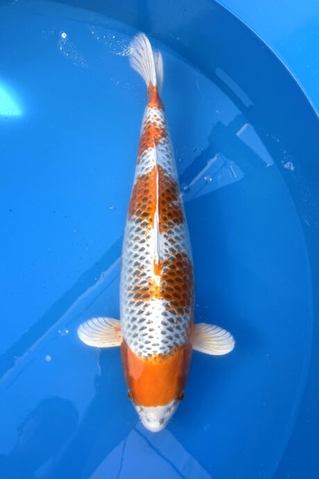 Gen010 Genjiro Yellow Kujaku (Kirin) 71cm