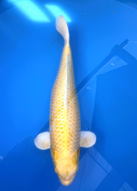 Mar036 Marusei Very High Class Yamabuki 70cm