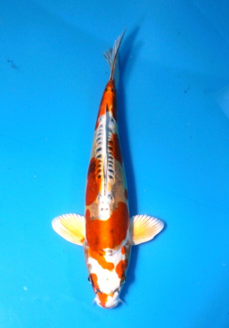 Oof022 Oofuchi Fukusawa Beni Kikokuryu 33cm