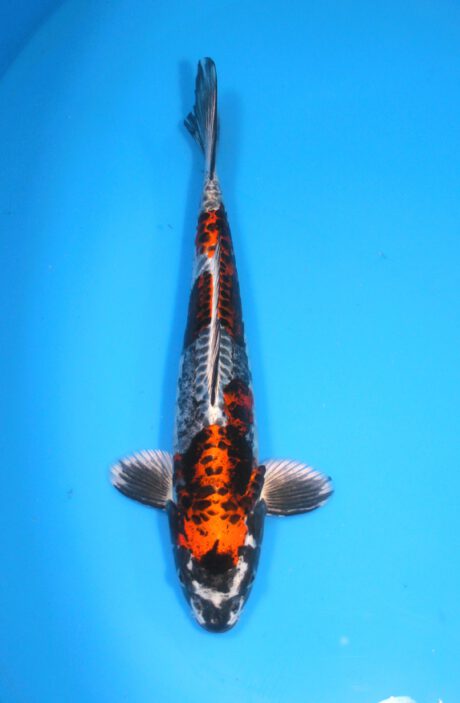 Kos014 Koshiji / Kase Doitsu Kokane Ochiba 35cm