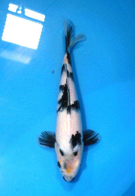 Kos012 Koshiji / Kase Shiro Utsuri 35cm