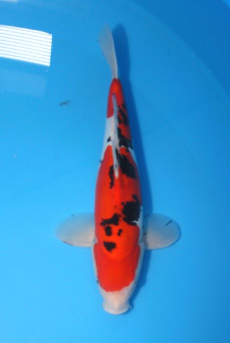 Kos015 Koshiji / Kase Doitsu Sanke 36cm
