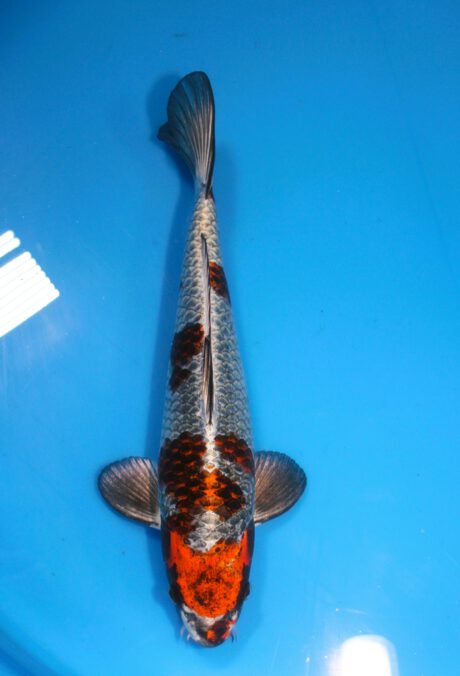 Kos019 Koshiji / Kase Kokane Ochiba 36cm