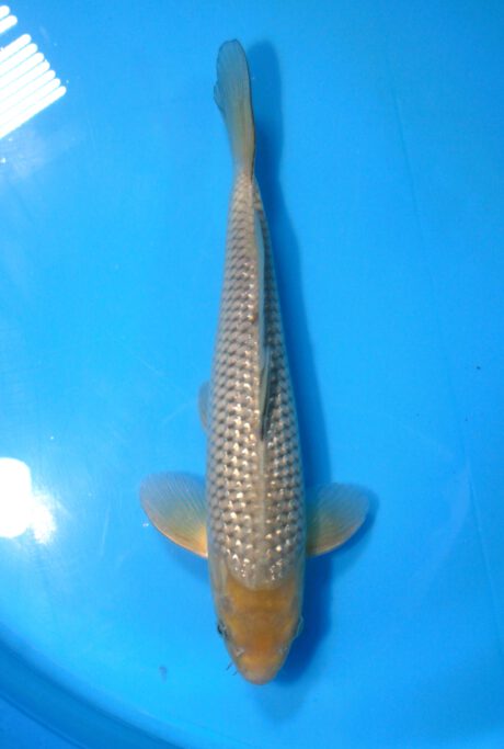 Kos016 Koshiji / Kase Ginrin Soragoi 37cm