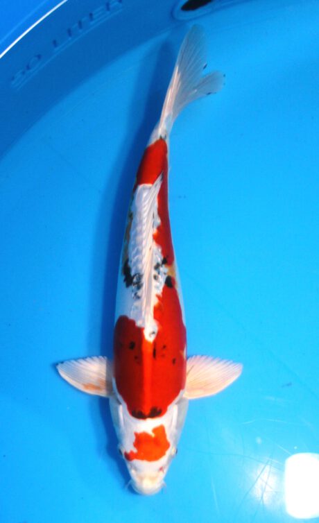 Kos013 Koshiji / Kase Beni Kikokuryu 35cm