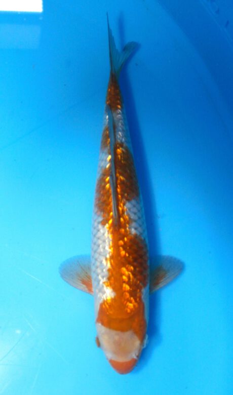 Oof037 Oofuchi Fukusawa Ginrin Ochiba 33cm
