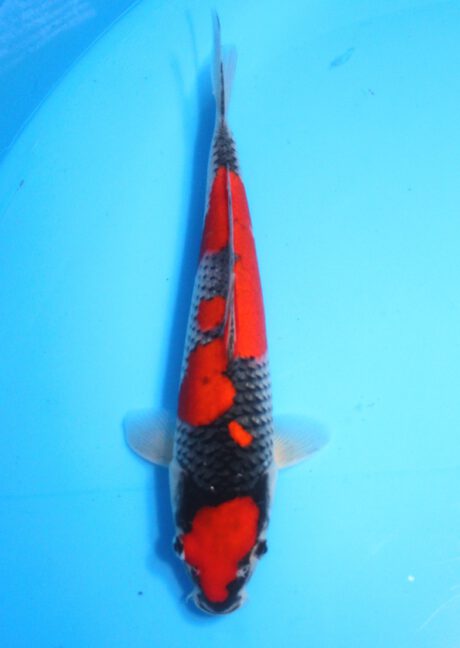 Oof034 Oofuchi Fukusawa Goshiki 34cm