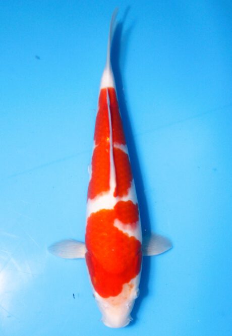Oof041 Oofuchi Fukusawa Kohaku 35cm