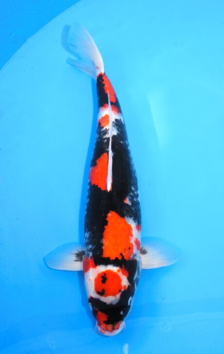 Mar024 Marusei Maruten Showa 65cm