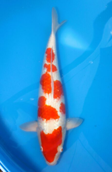 Hiro02 Hiroi Ginrin Kohaku 63 cm inkl. Züchter Zertifikat